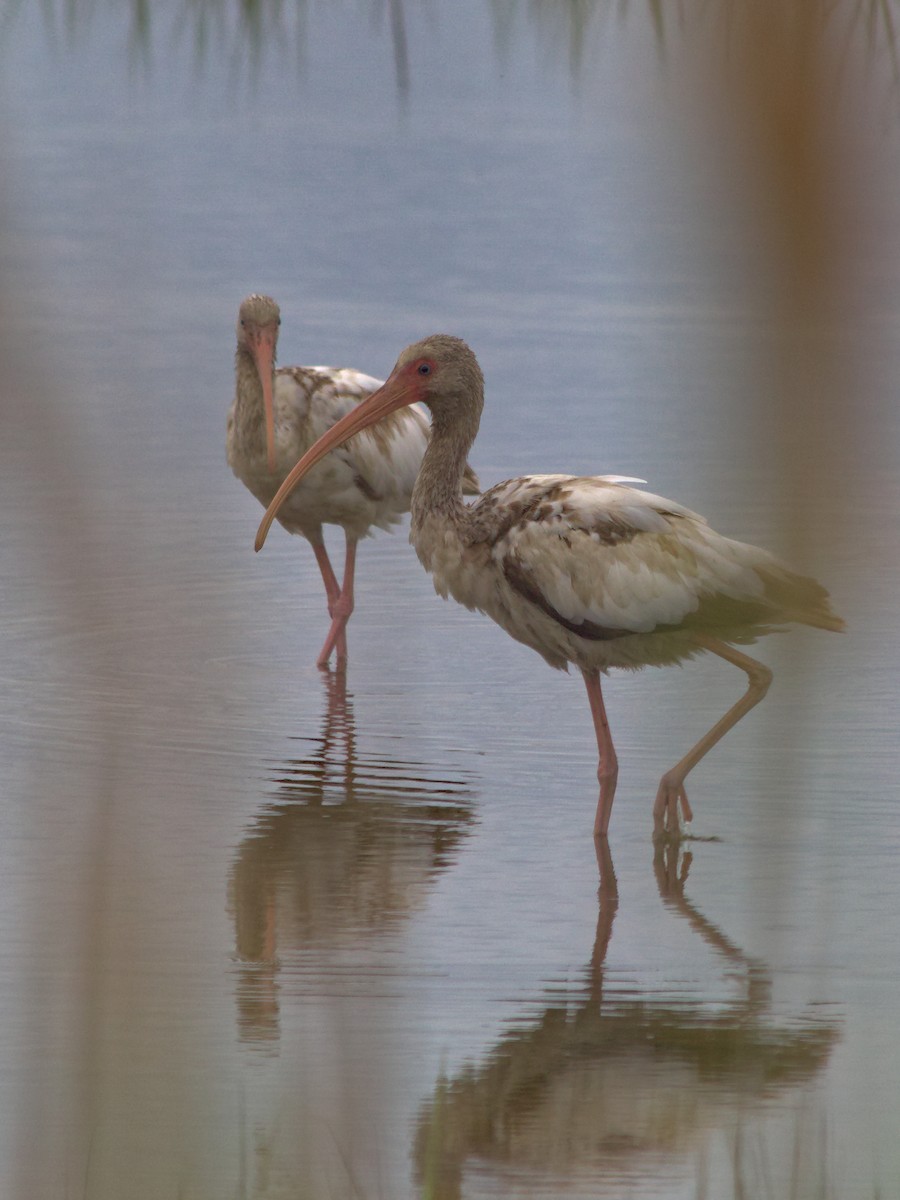 White Ibis - ML637396927