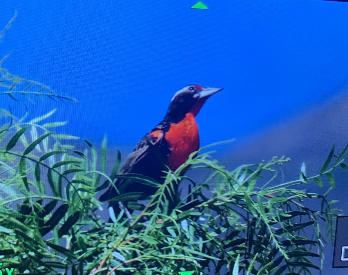 Peruvian Meadowlark - ML637396931
