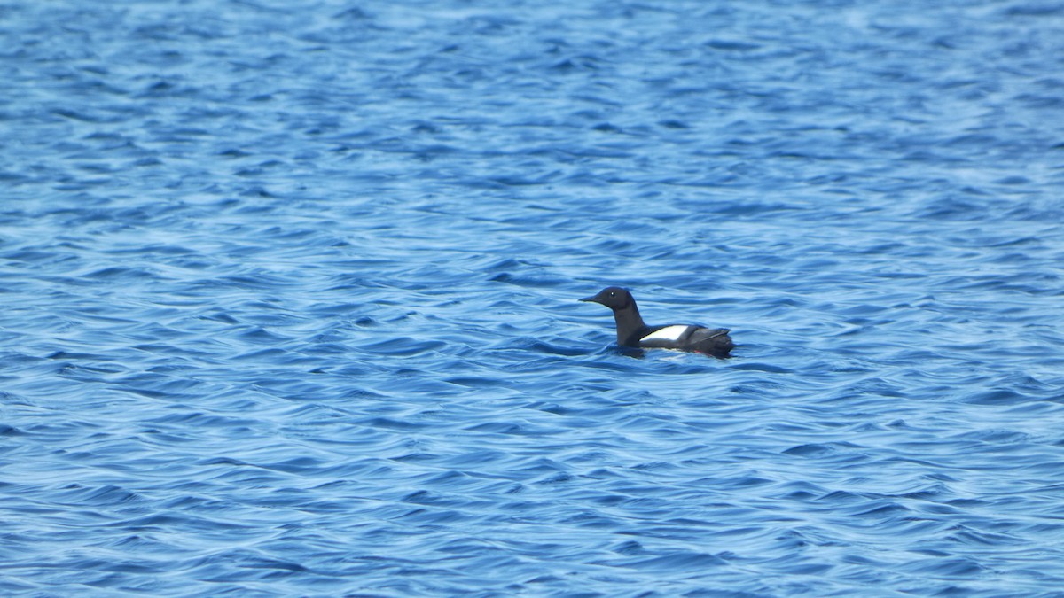 Black Guillemot - ML637396951
