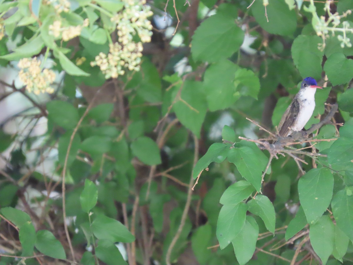 Violet-crowned Hummingbird - ML637396956