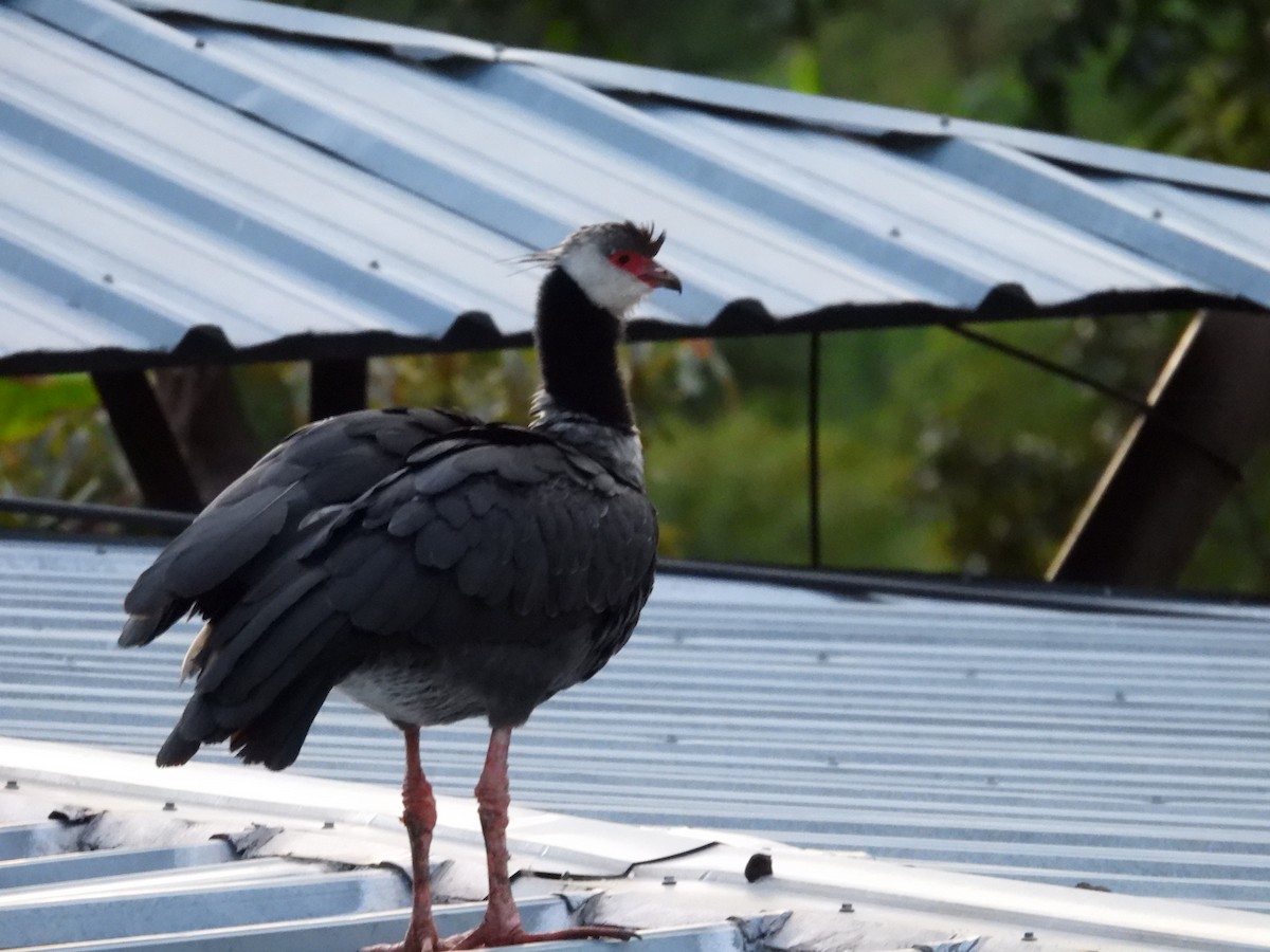 Northern Screamer - ML637396966