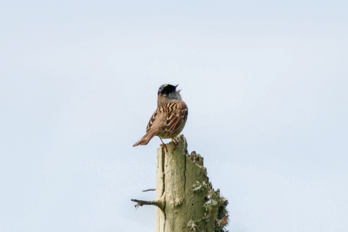Golden-crowned Sparrow - ML637397016
