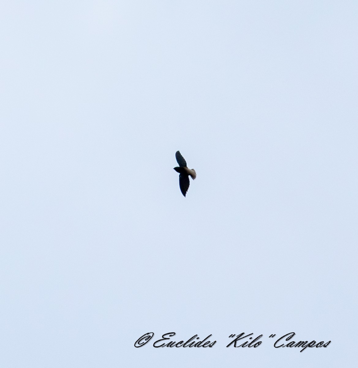 Short-tailed Swift - ML637397096
