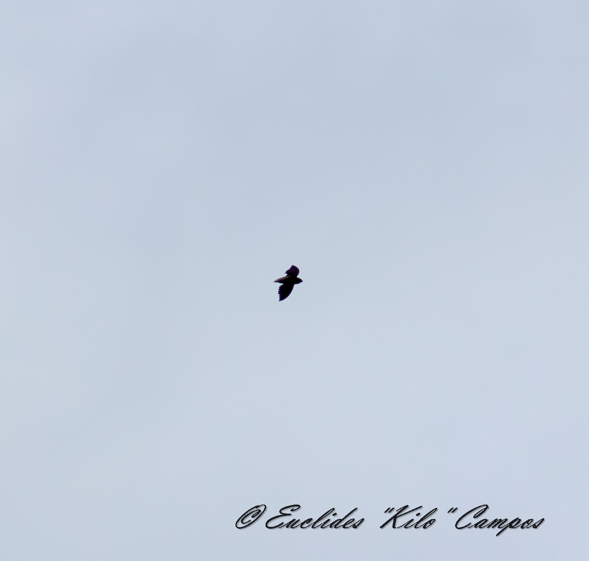 Short-tailed Swift - ML637397097