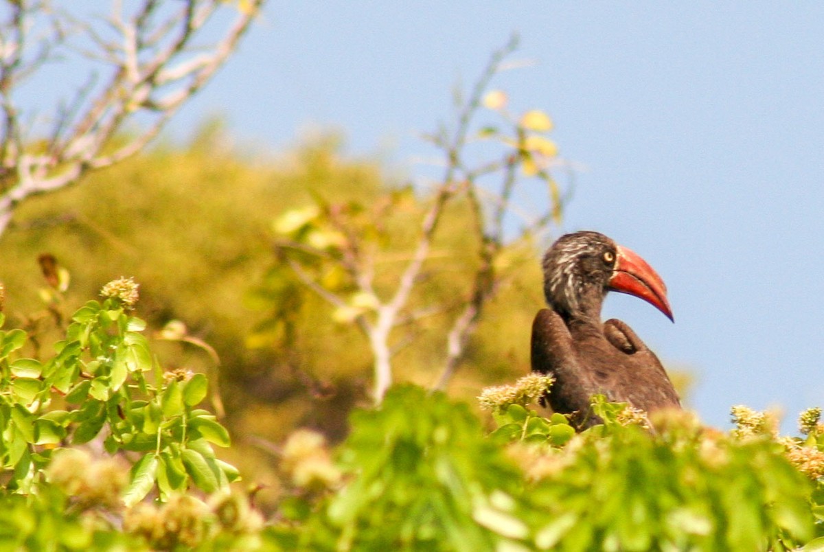 Crowned Hornbill - ML637397109
