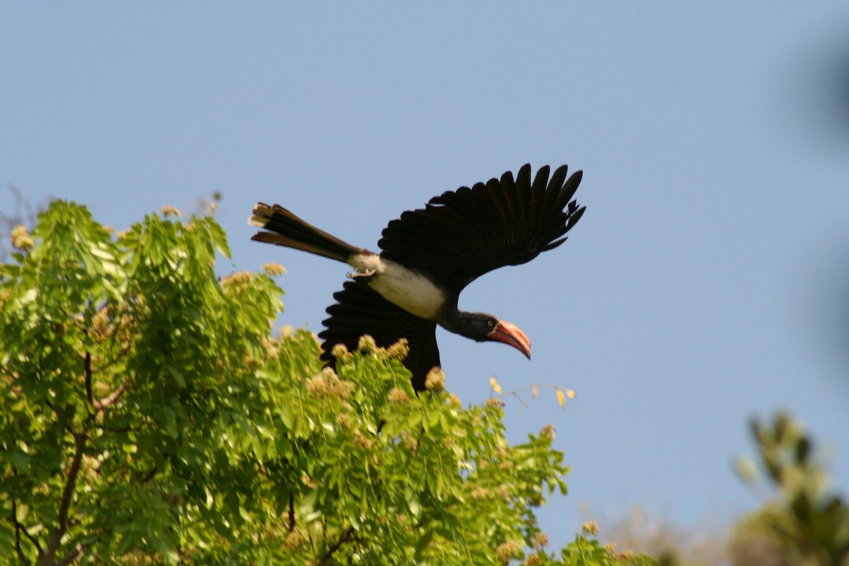 Crowned Hornbill - ML637397110