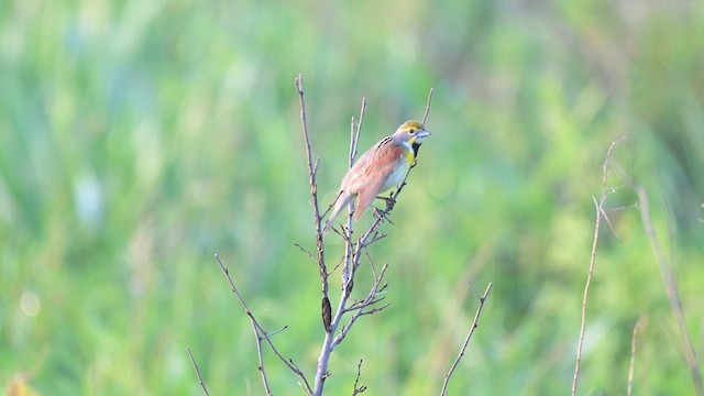 Dickcissel - ML637397145