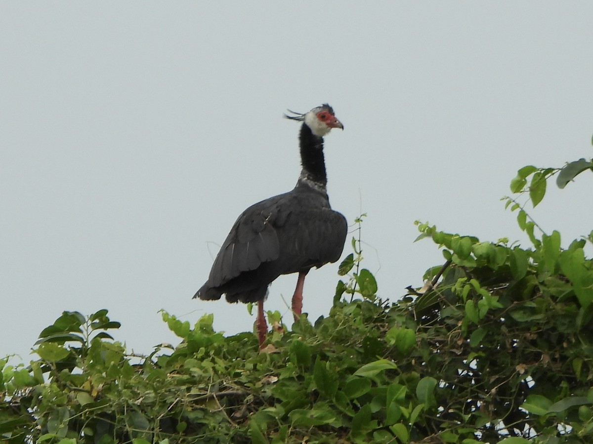 Northern Screamer - ML637397148