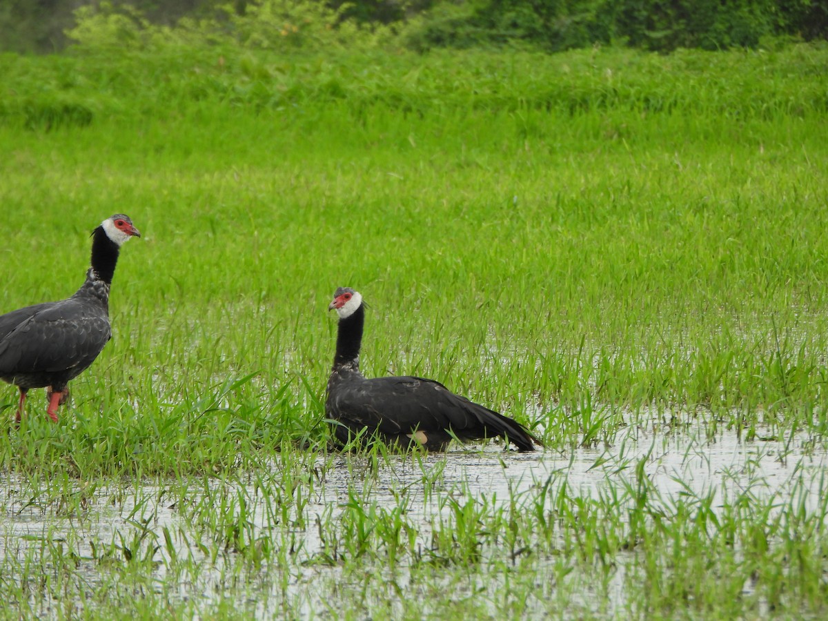 Northern Screamer - ML637397149