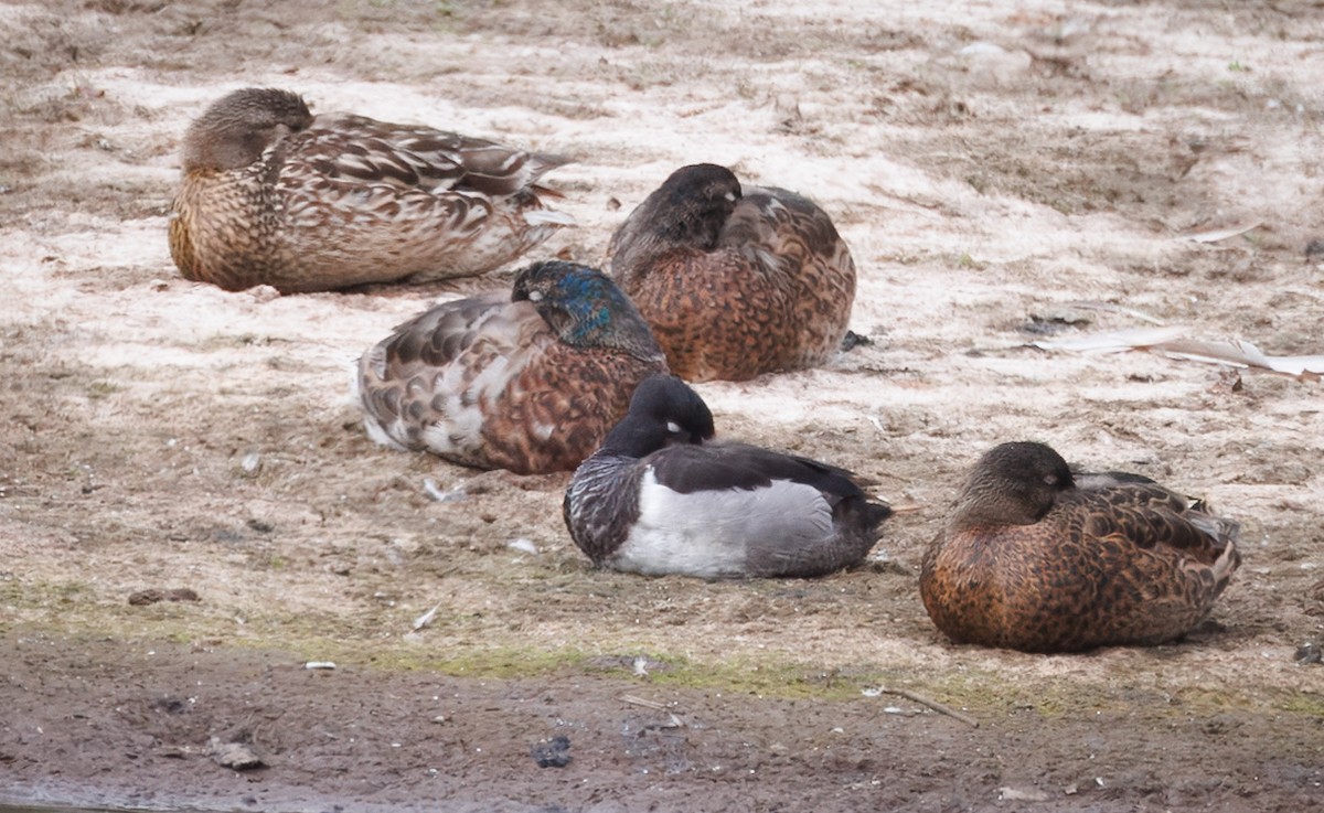 Ring-necked Duck - ML637397202