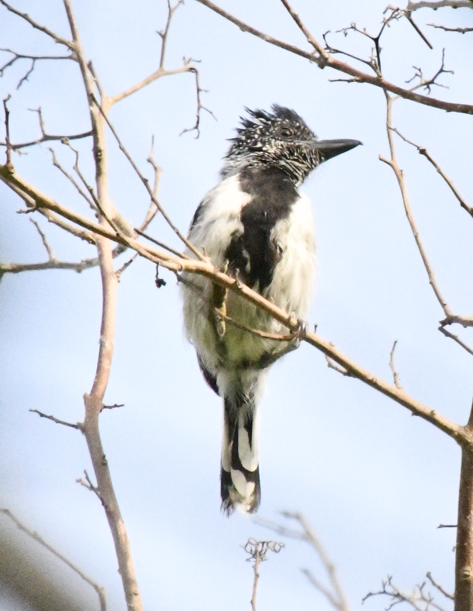 Black-crested Antshrike - ML637397205