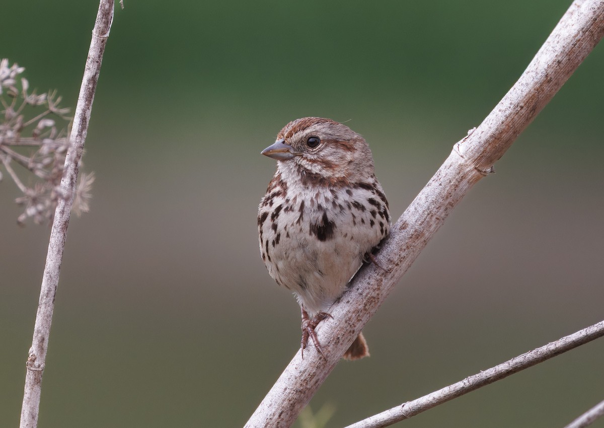 Song Sparrow - John Callender