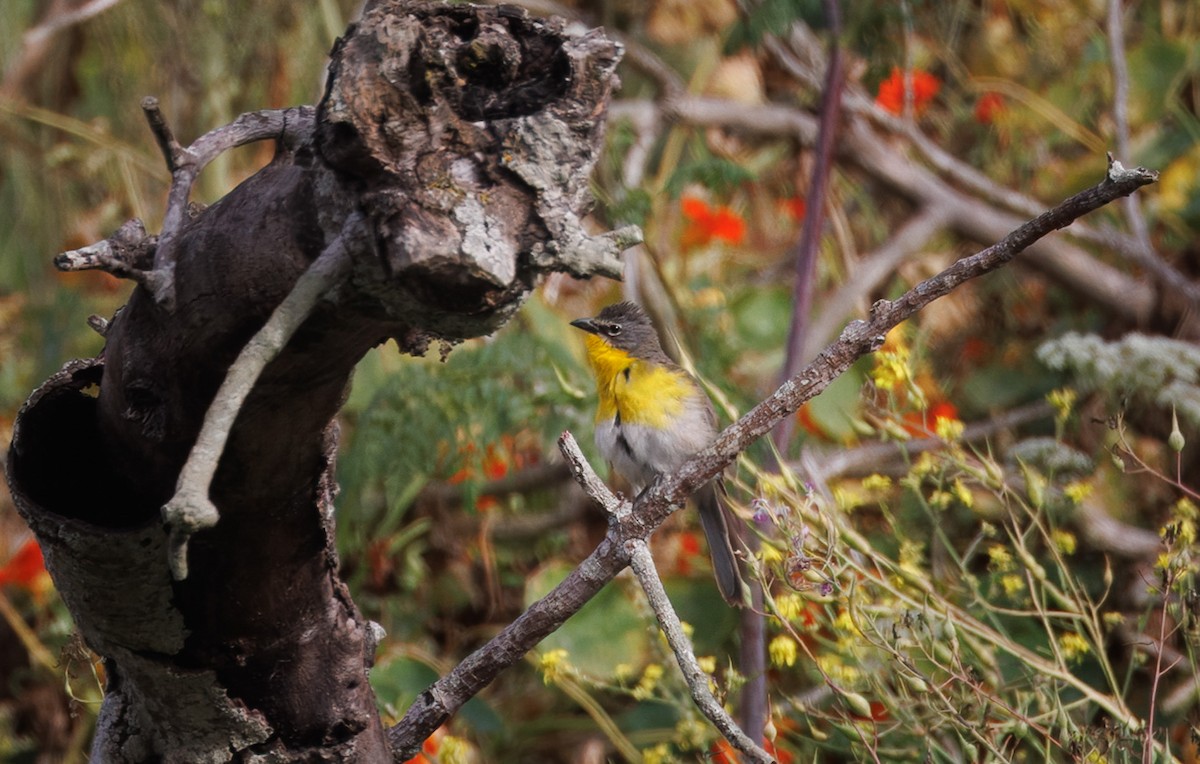 Yellow-breasted Chat - ML637397244