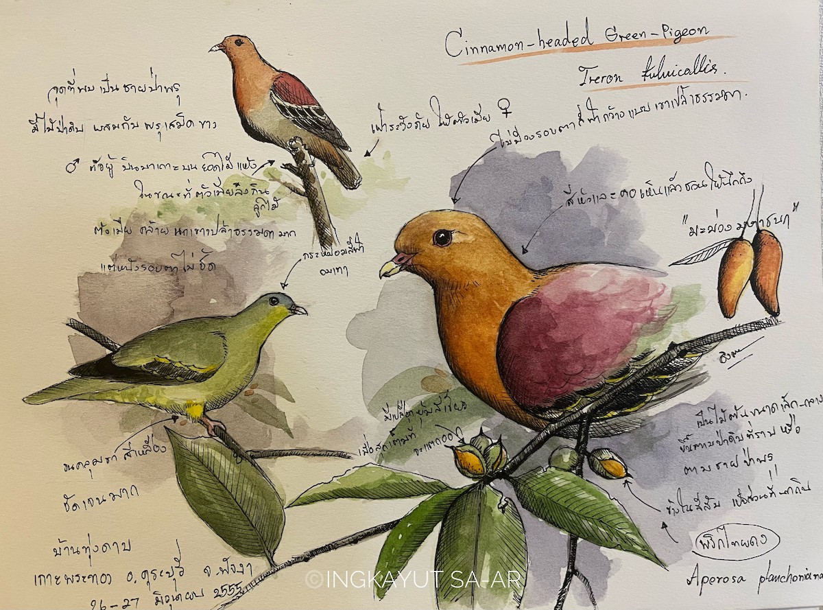 Cinnamon-headed Green-Pigeon - ML637397265