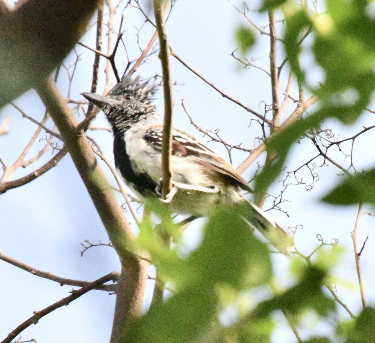 Black-crested Antshrike - ML637397285