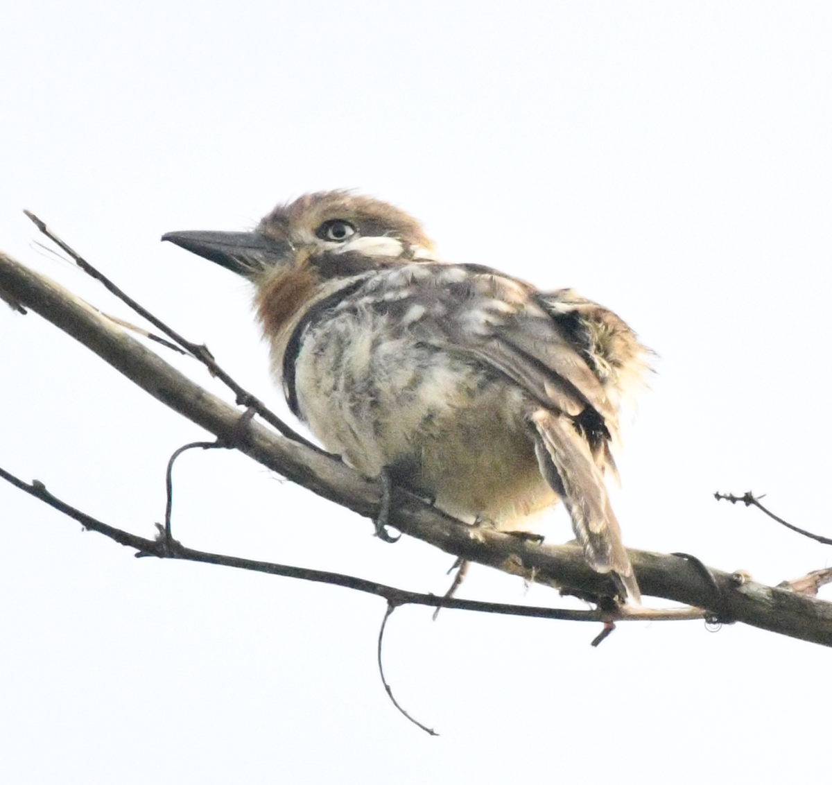 Russet-throated Puffbird - ML637397321