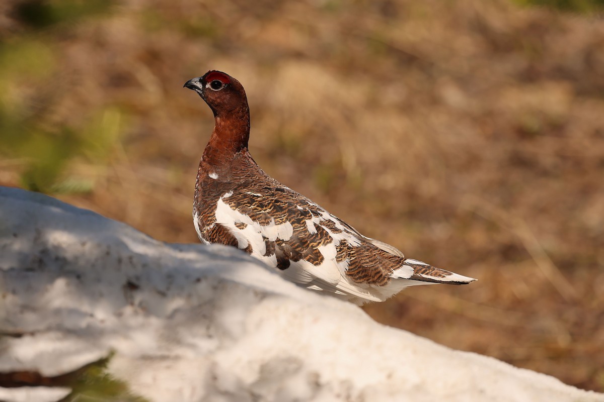Willow Ptarmigan - ML637397343