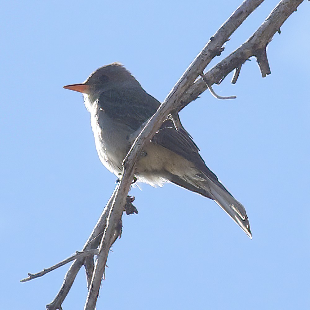 Greater Pewee - ML637397403