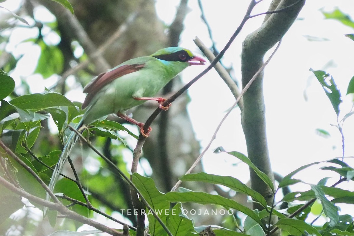 Common Green-Magpie - ML637397414