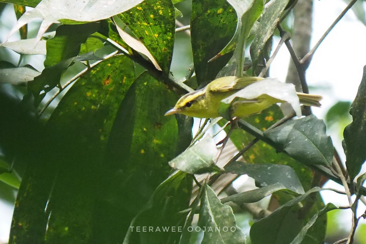 Sulphur-breasted Warbler - ML637397428