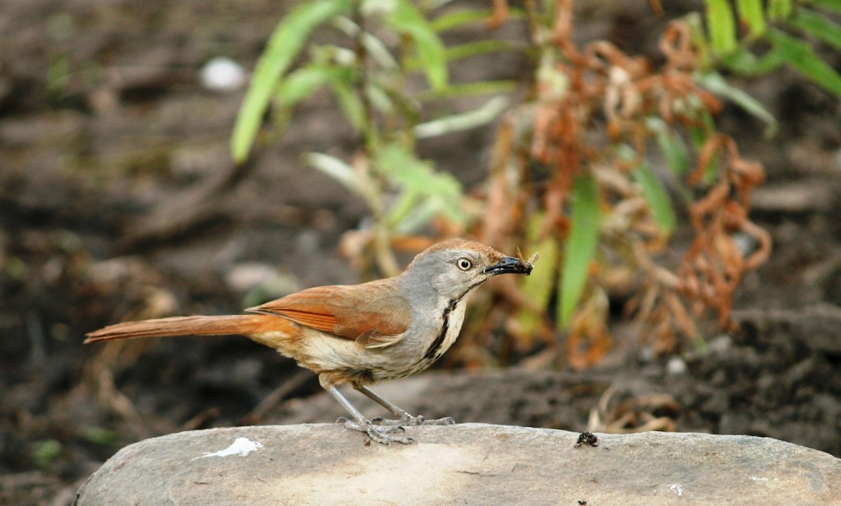 Collared Palm-Thrush - ML637397443