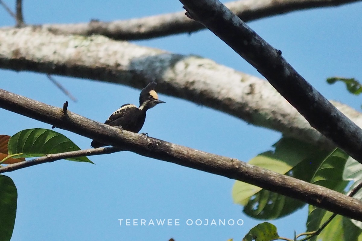 Heart-spotted Woodpecker - ML637397556
