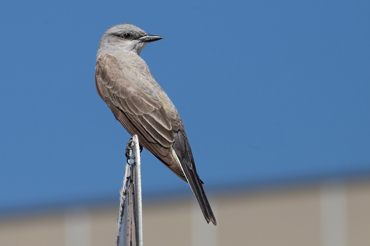 Western Kingbird - ML637397589