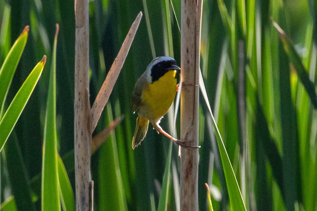 Common Yellowthroat - ML637397595