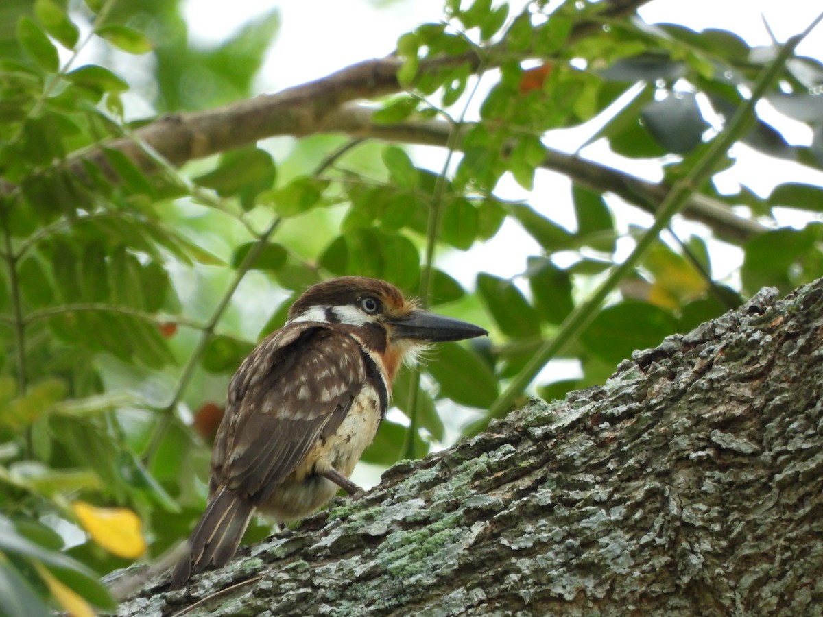 Russet-throated Puffbird - ML637397611