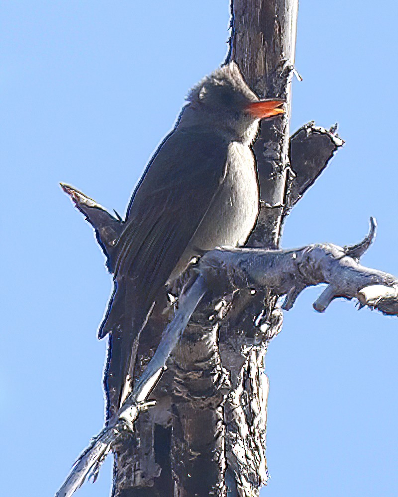 Greater Pewee - ML637397679