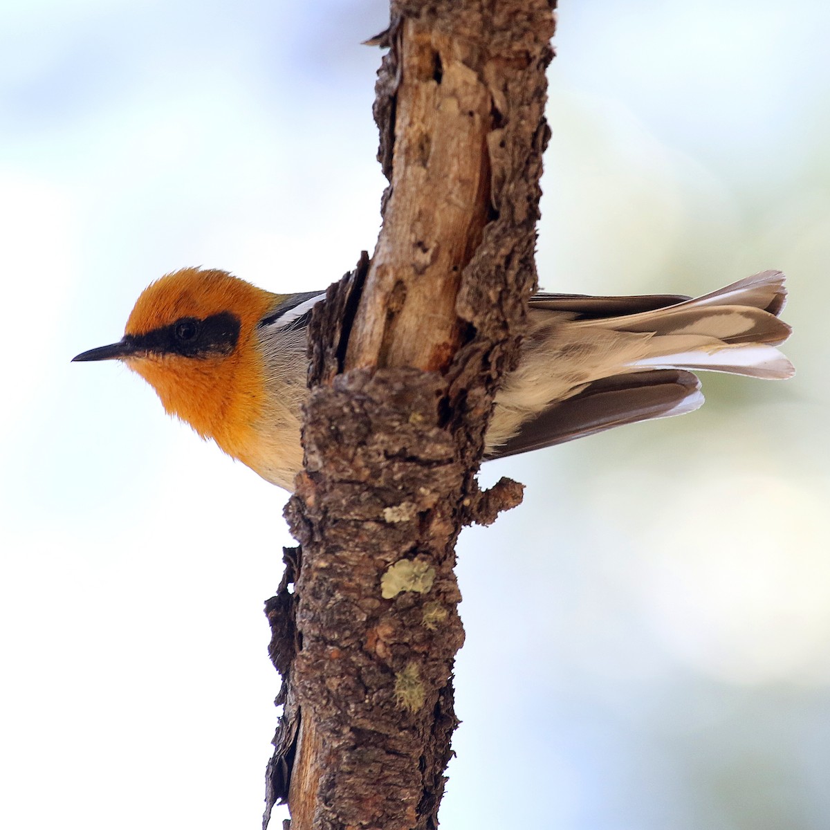 Olive Warbler - ML637397872