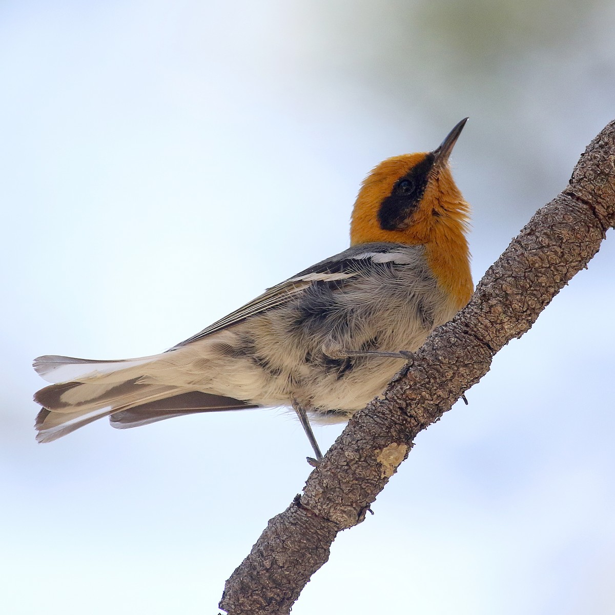 Olive Warbler - ML637397880