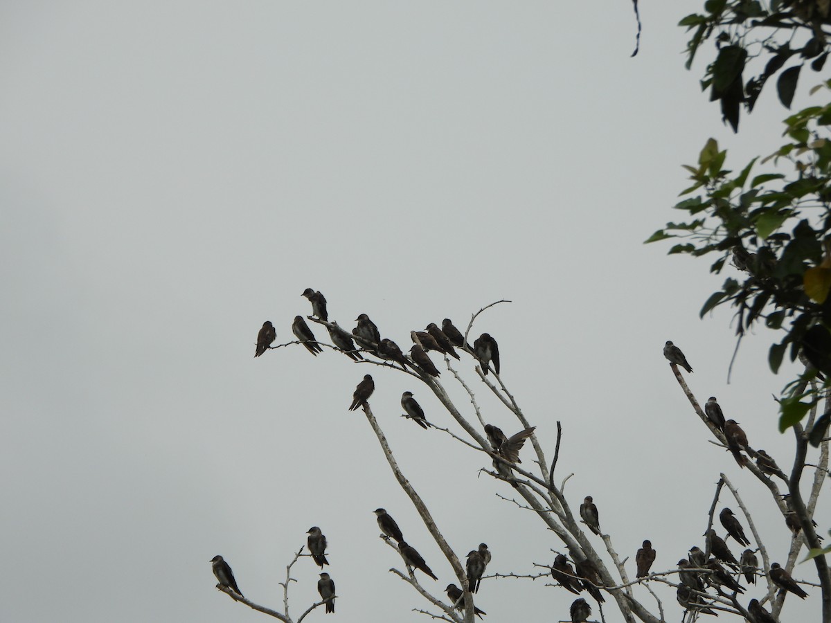 Gray-breasted Martin - ML637397902