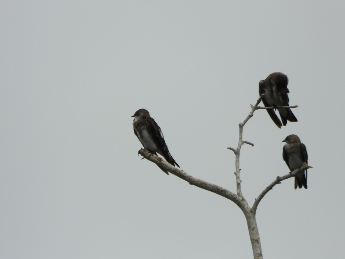 Gray-breasted Martin - ML637397903