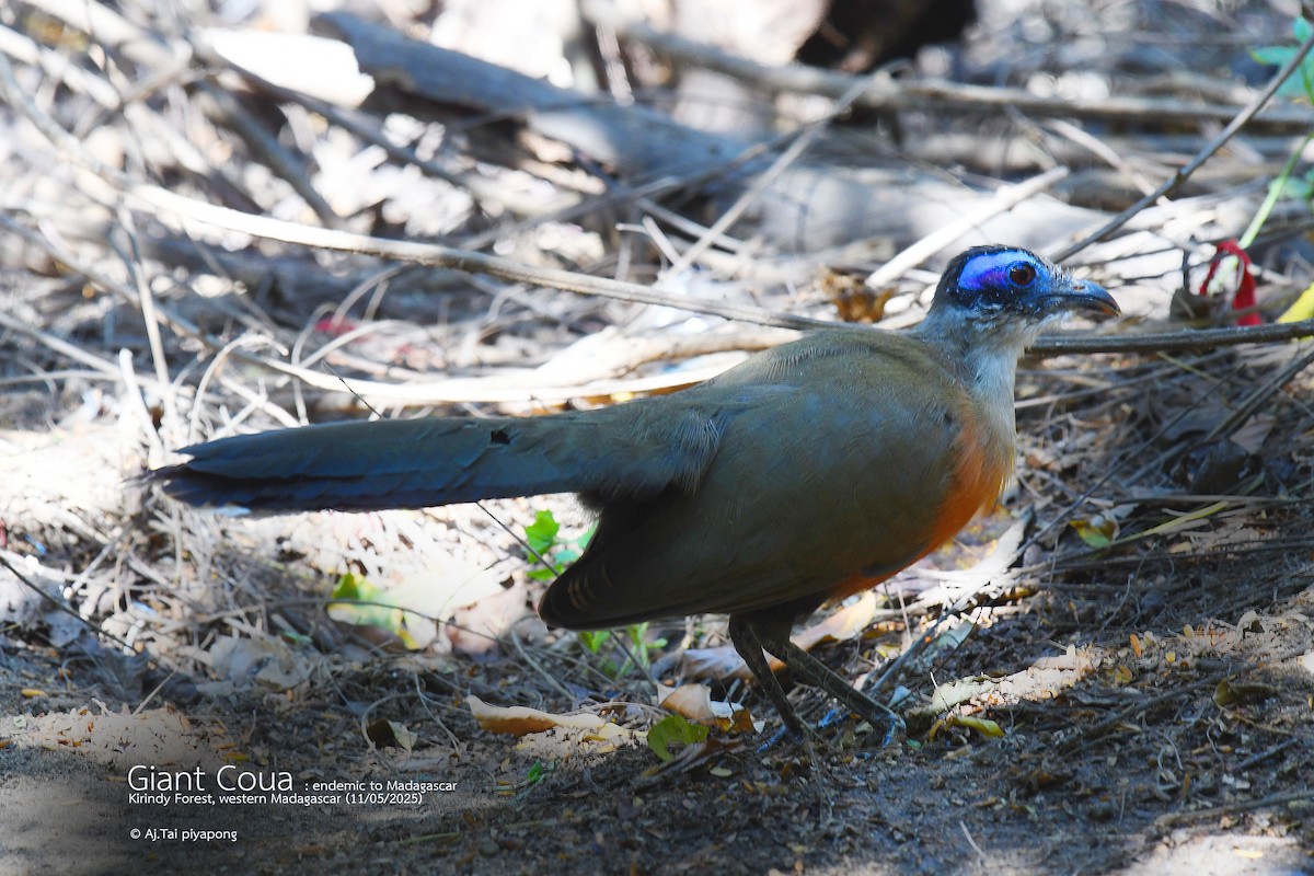 Giant Coua - ML637397936