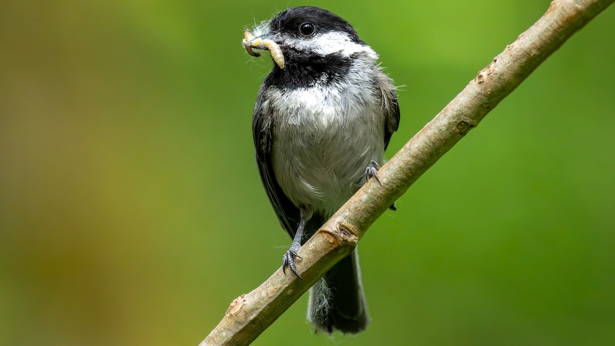 Black-capped Chickadee - ML637397972
