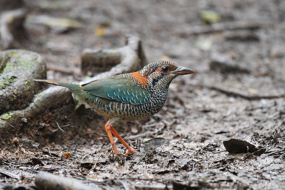 Scaly Ground-Roller - ML637397991