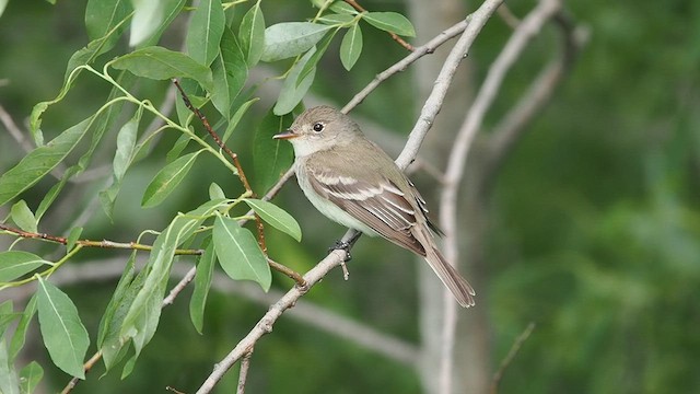 Willow Flycatcher - ML637397995