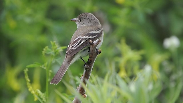 Willow Flycatcher - ML637398001
