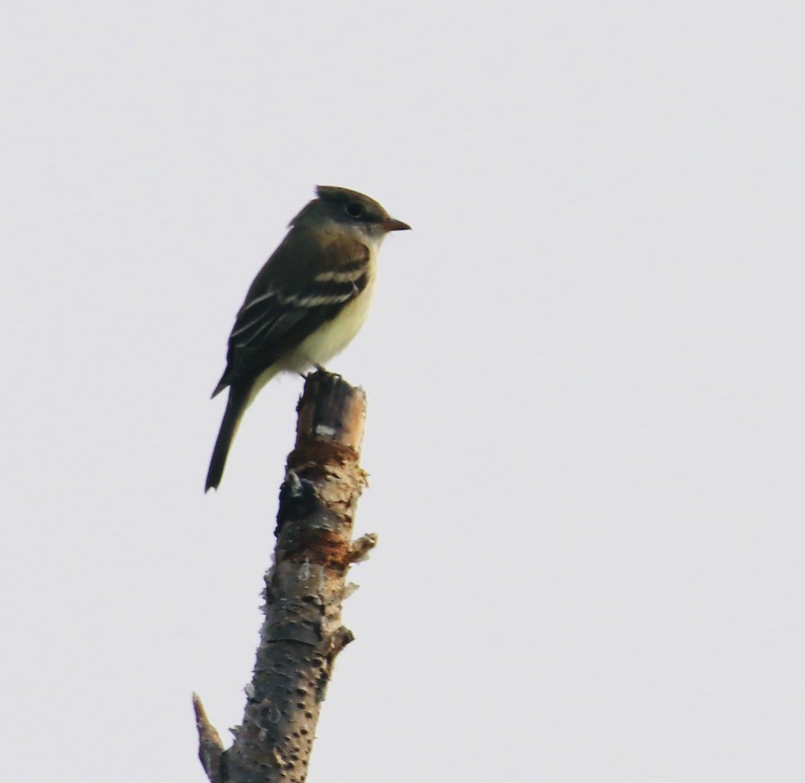 Alder Flycatcher - Bob Bidney