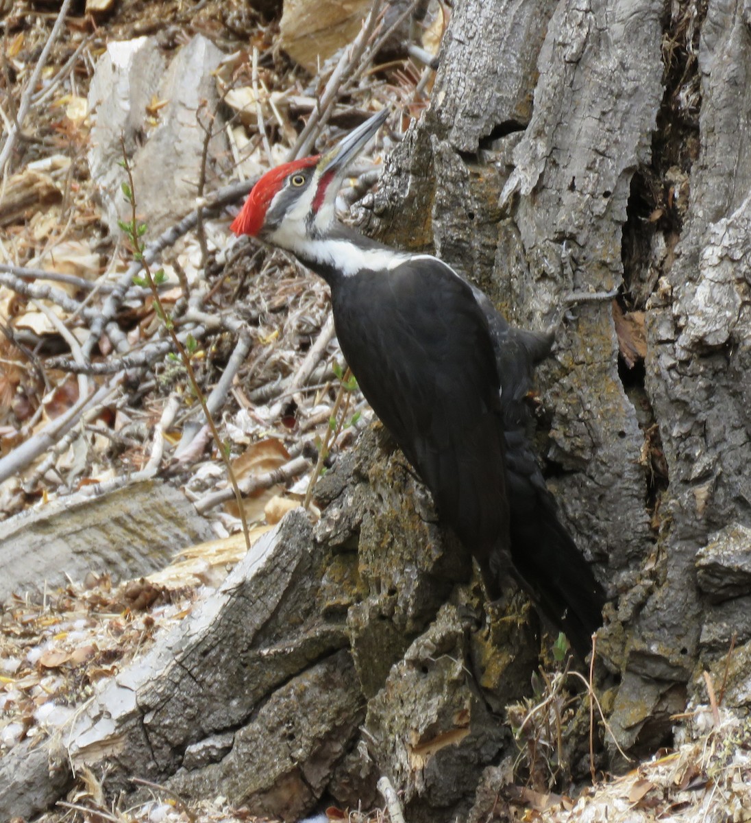 Pileated Woodpecker - ML637398176