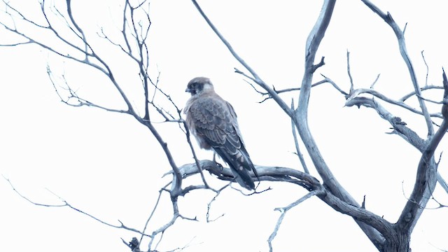 Brown Falcon - ML637398180