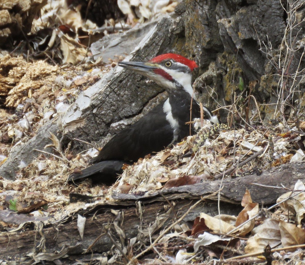 Pileated Woodpecker - ML637398182