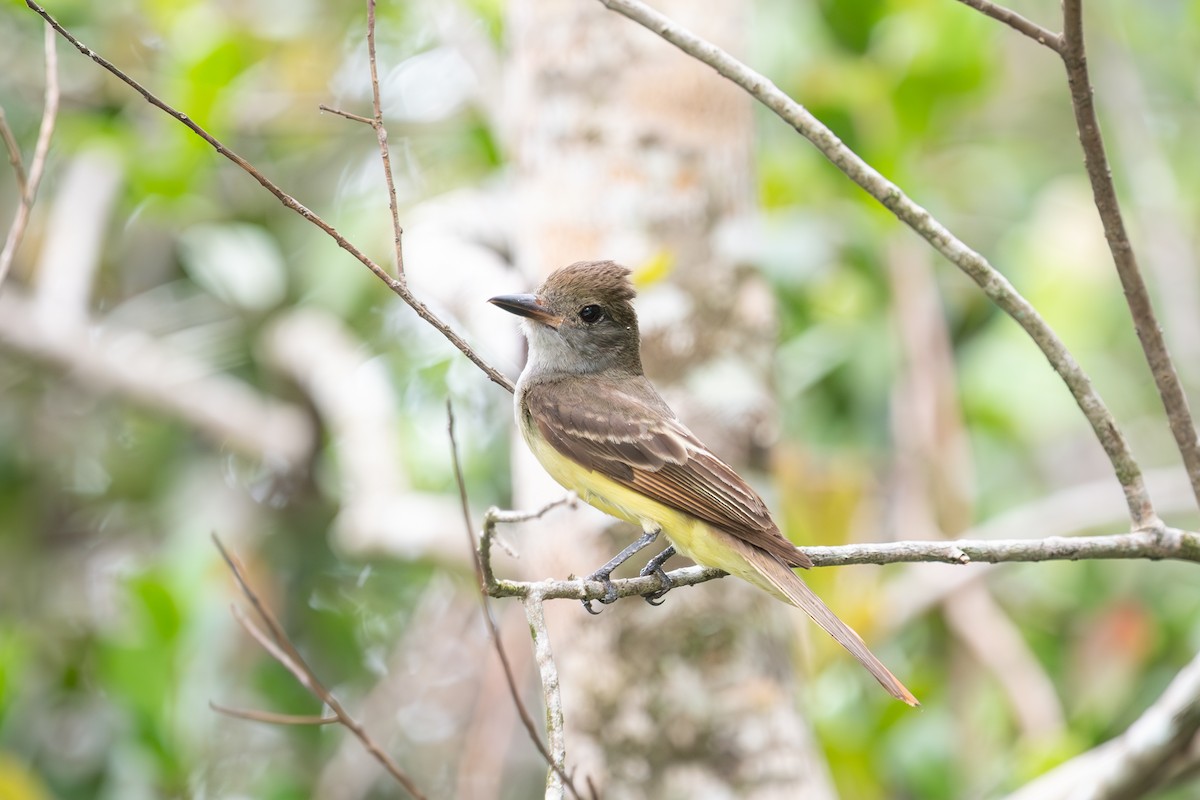 Great Crested Flycatcher - ML637398203