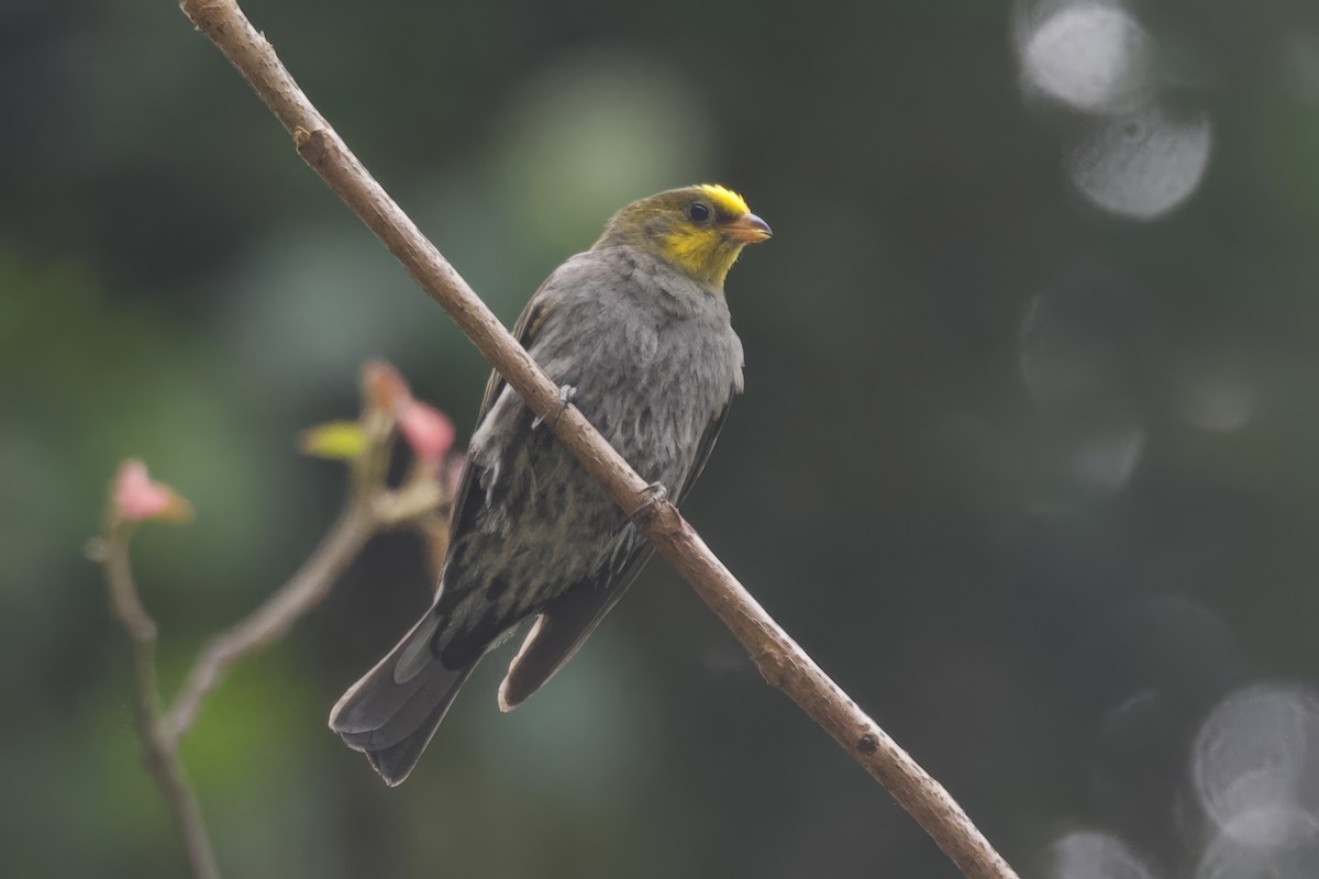 Yellow-rumped Honeyguide - ML637398222