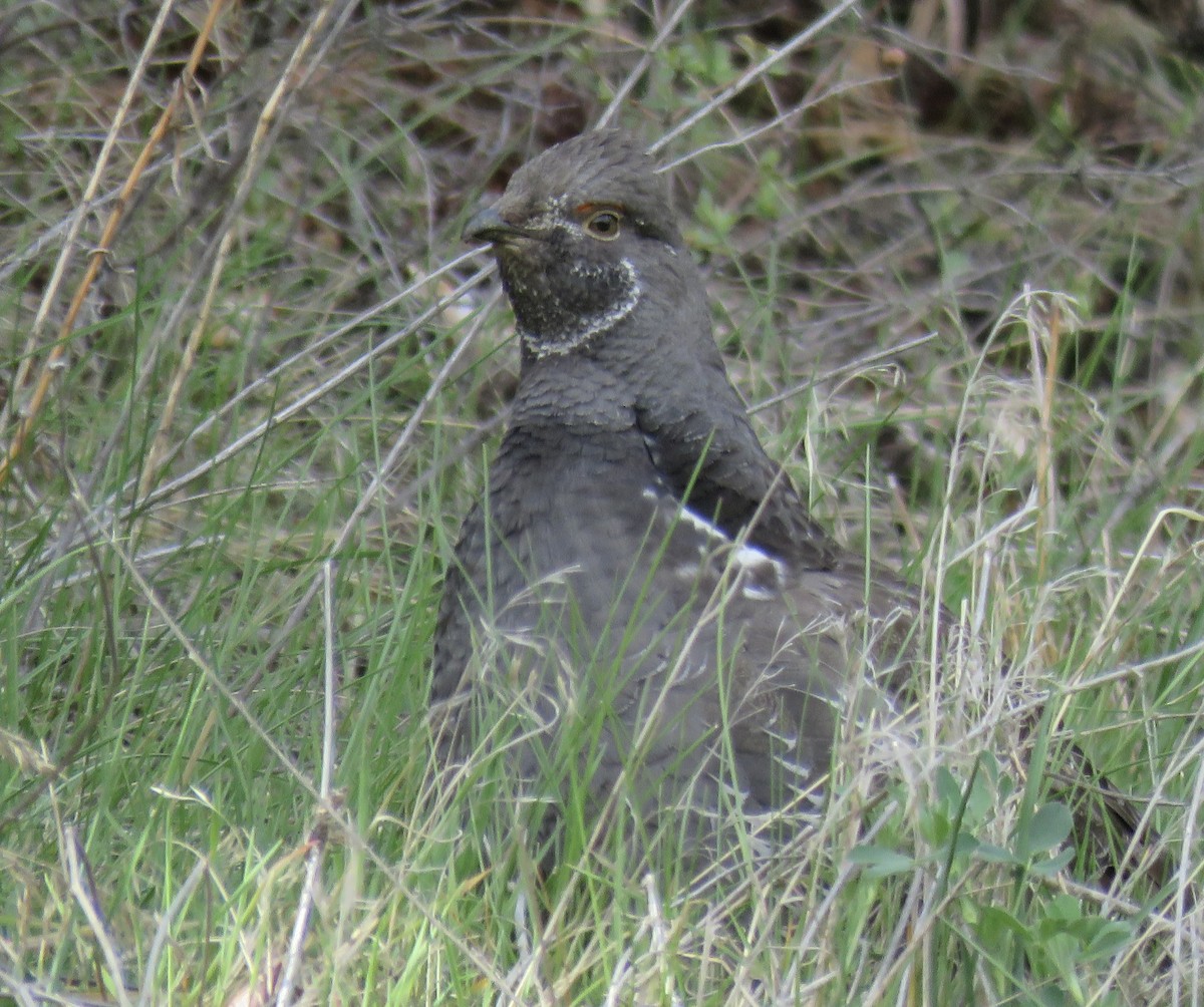 Dusky Grouse - ML637398235