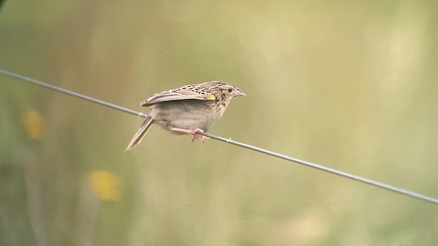 Grasshopper Sparrow - ML637398242