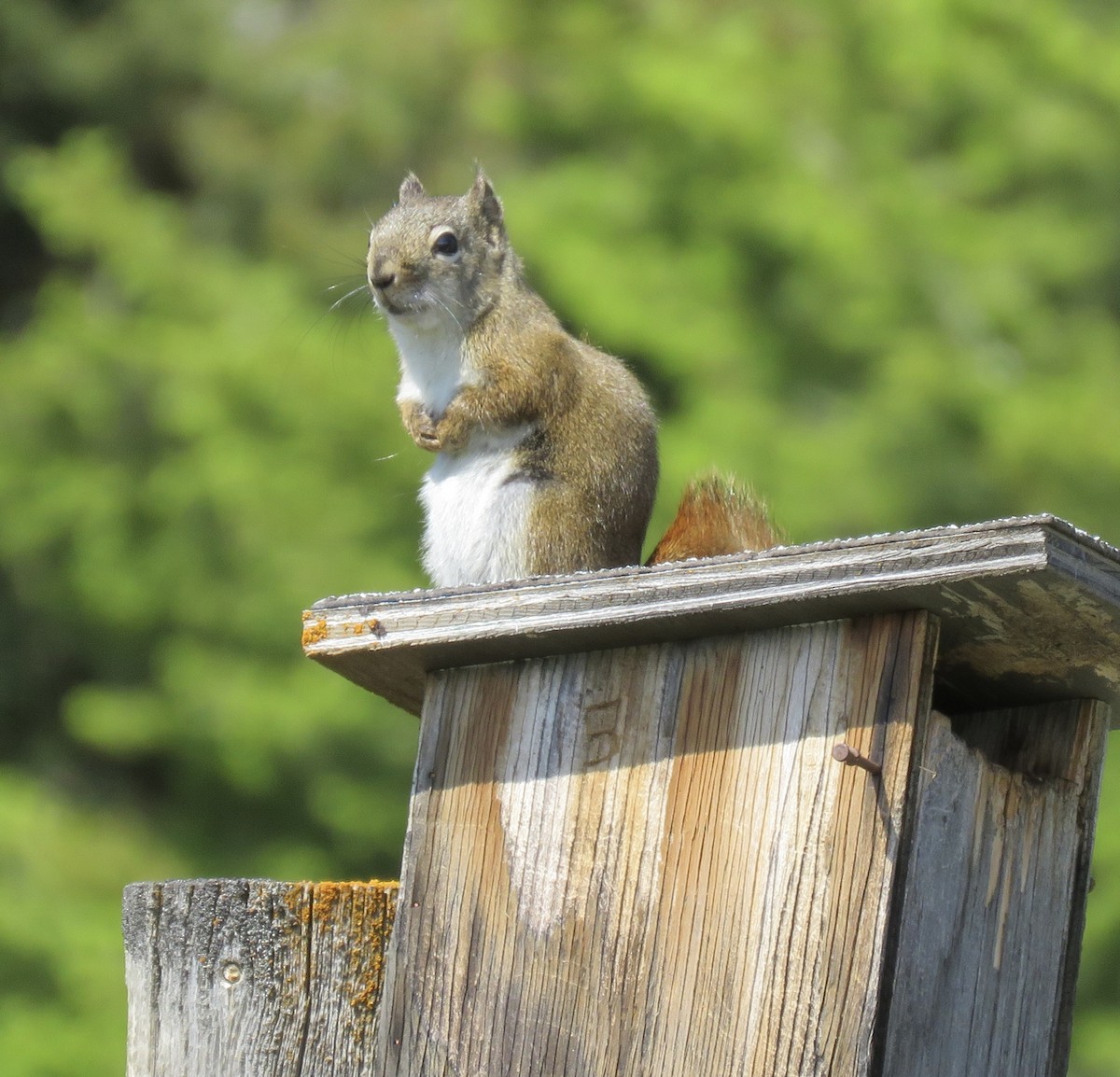 American Red Squirrel - ML637398286