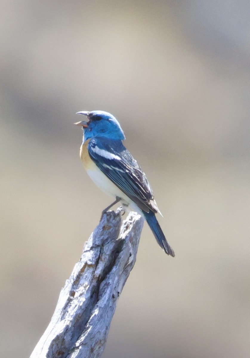 Passerin azuré - ML637398293