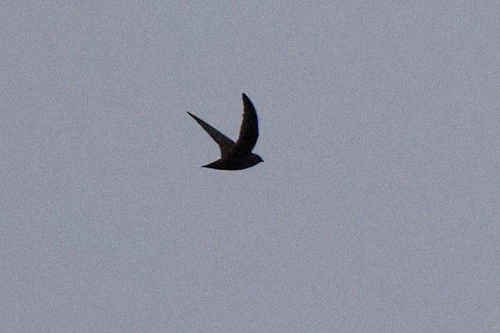 Black Swift - ML637398312